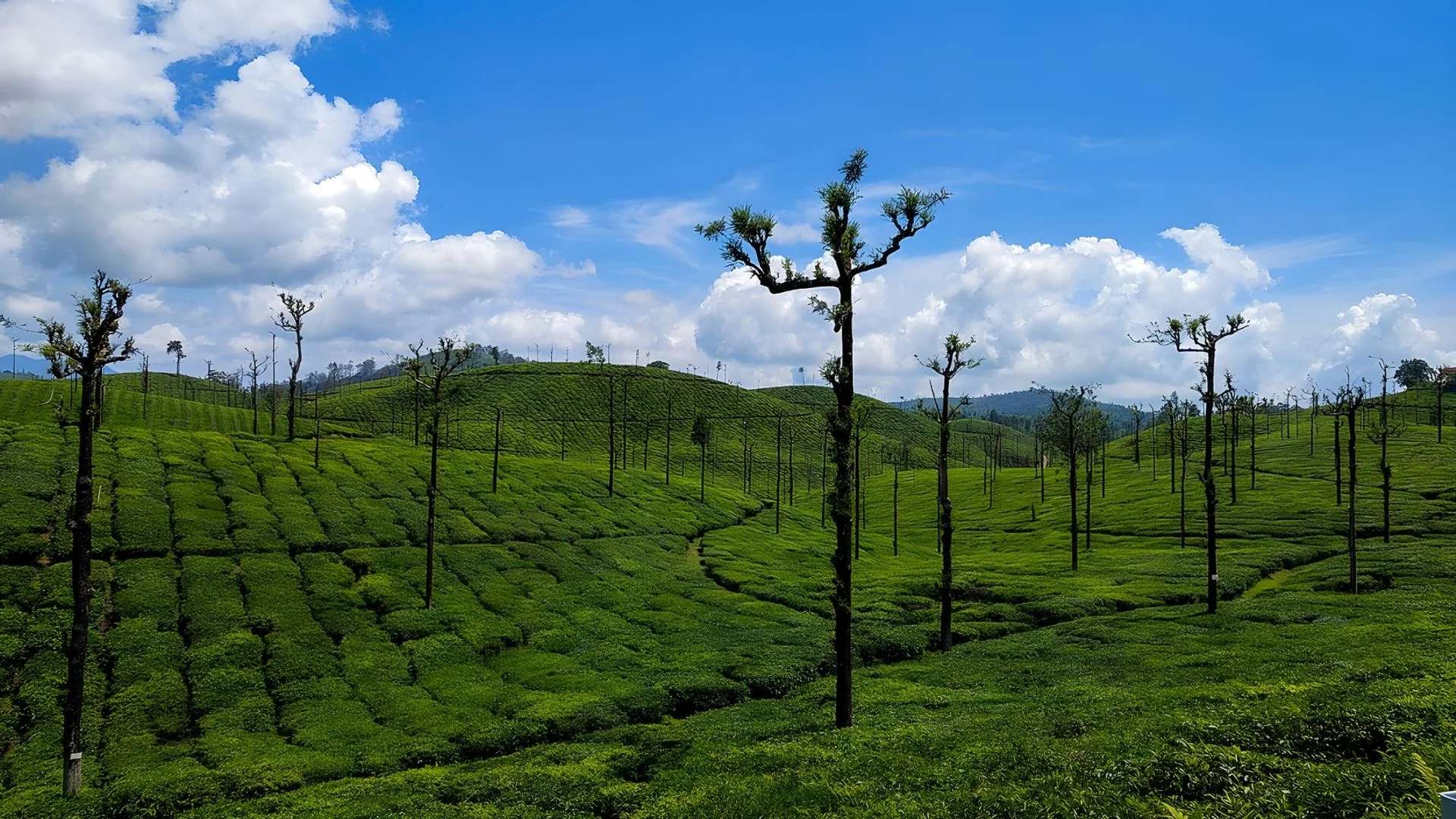 Valparai